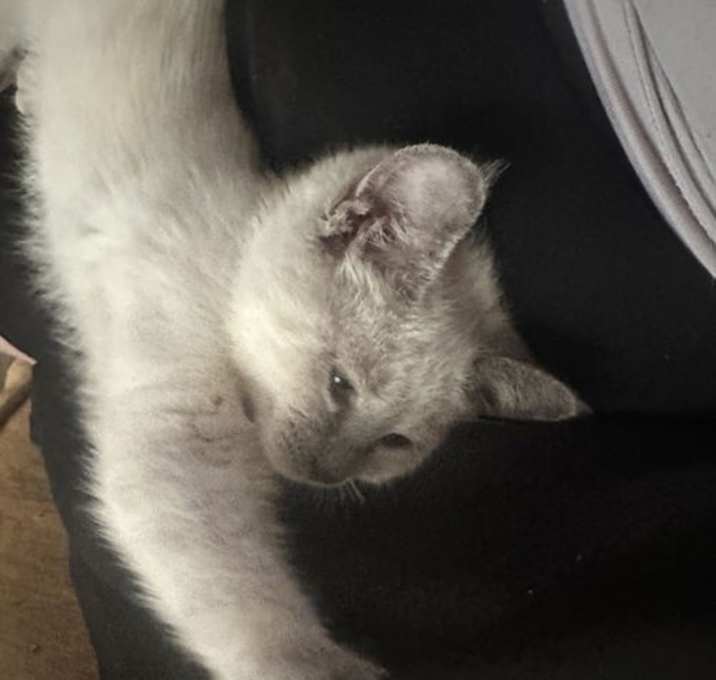 Photo of Luna