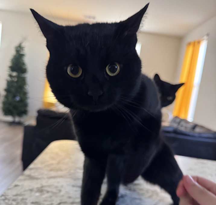Photo of Spooky and Simba