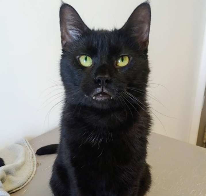 Photo of Kato