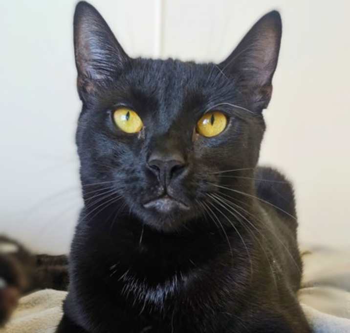 Photo of Nester