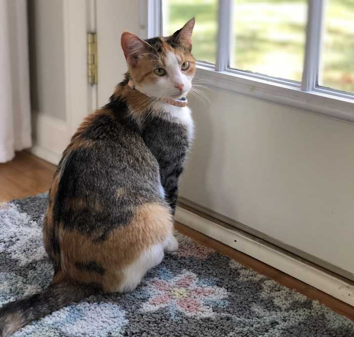 Photo of Patches