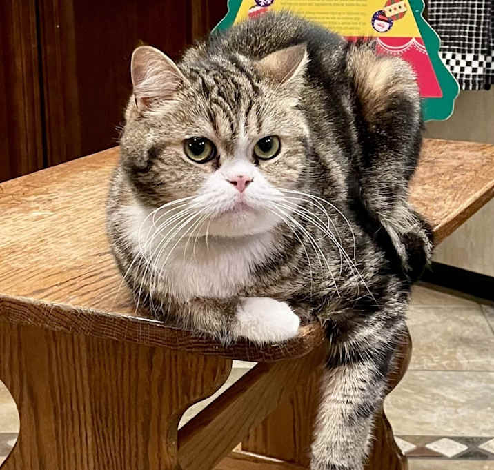 Photo of Cosmo
