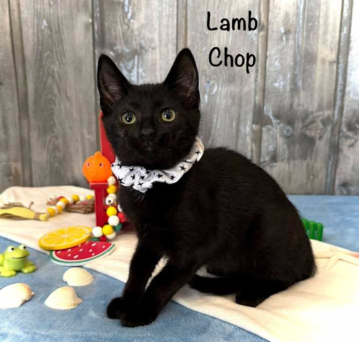Photo of Lamb Chop