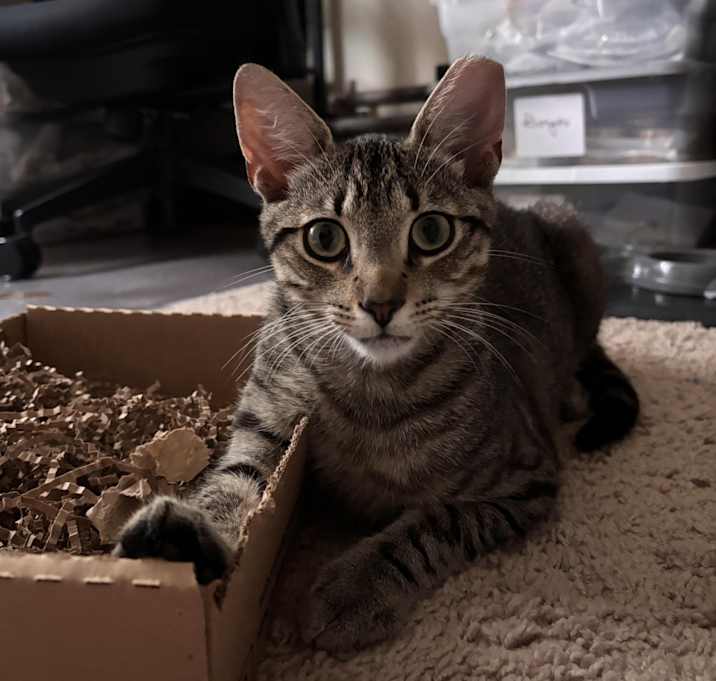 Photo of Kiwi