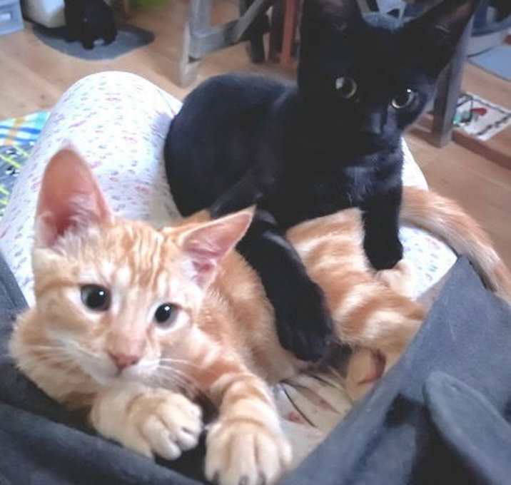 Photo of Nemo & Bubbles - Brothers & Besties