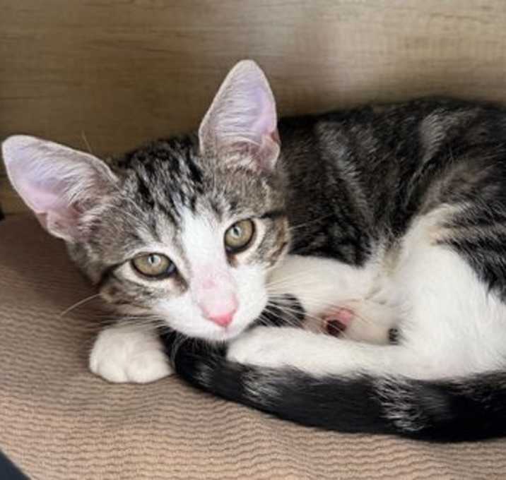 Photo of T-Rex - Small Kitten, Big Purrs