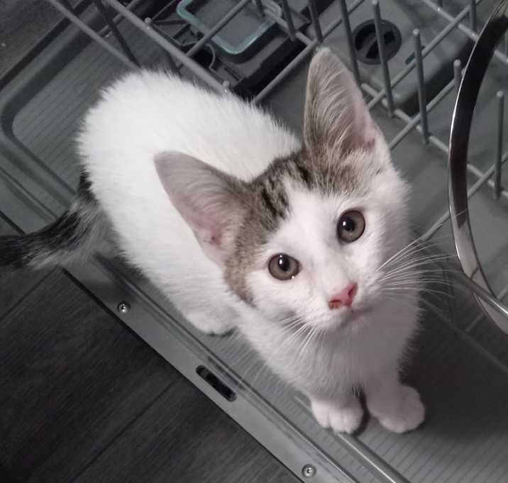 Photo of LOKI