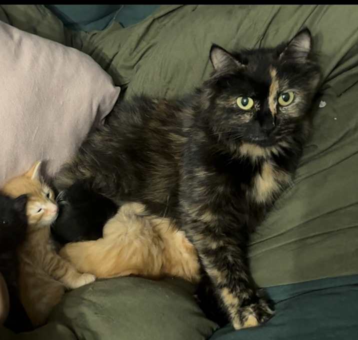 Photo of Cleo