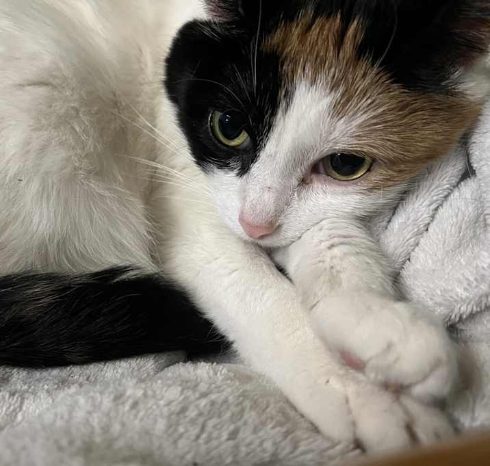 Photo of Dixie