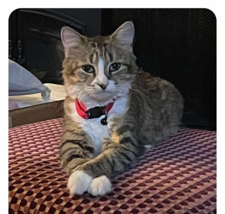 Photo of Gracie
