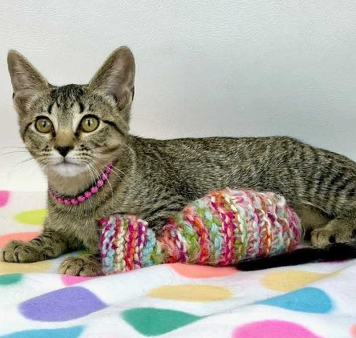 Photo of Priscilla