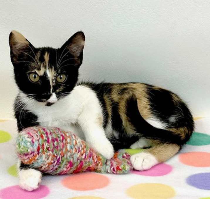 Photo of Willow