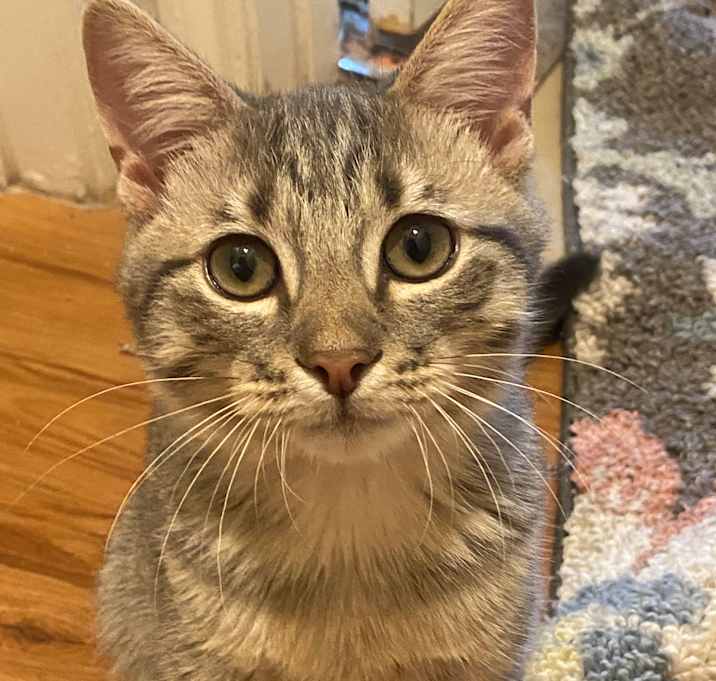 Photo of Grey Tabby Cat