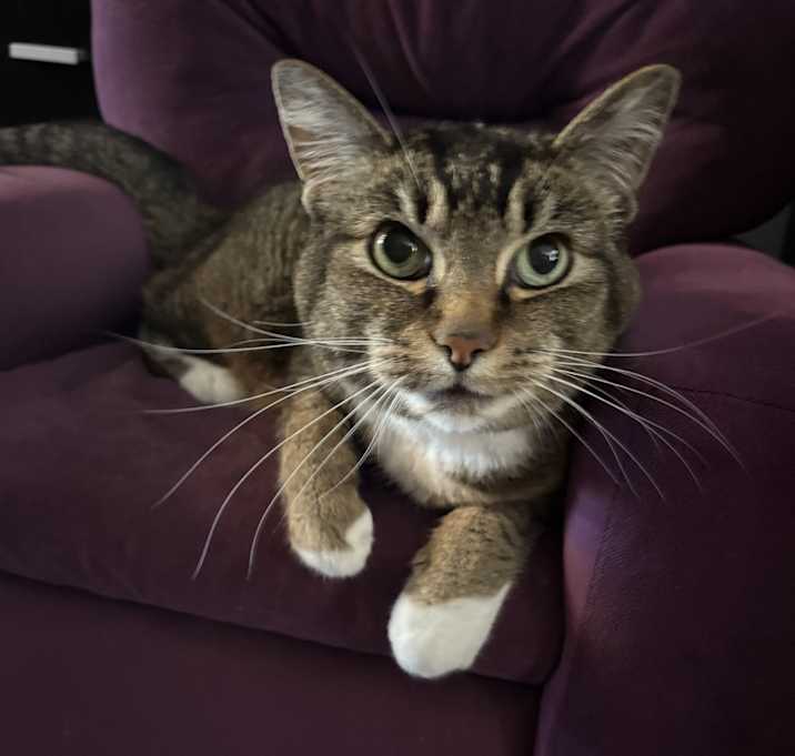 Photo of Caesar