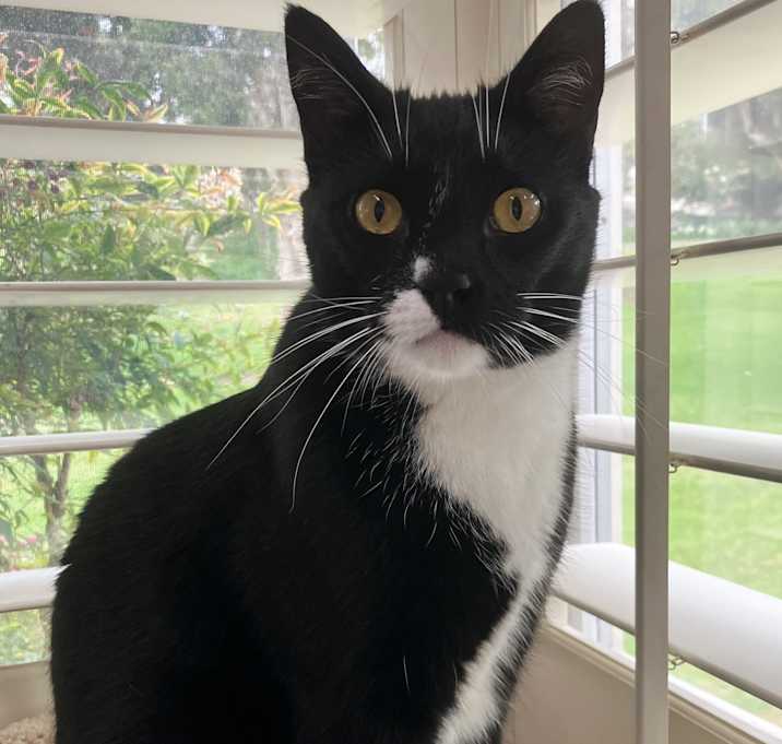 Photo of Hopper