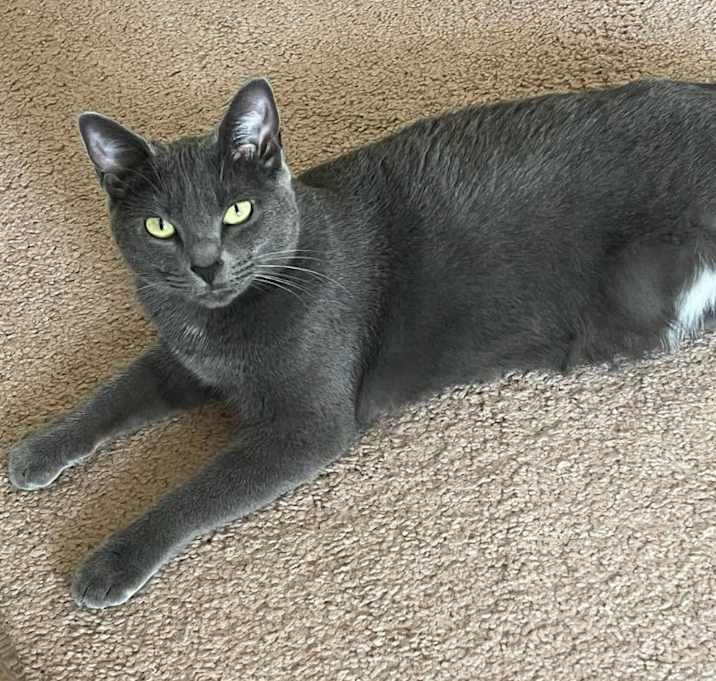 Photo of Grey