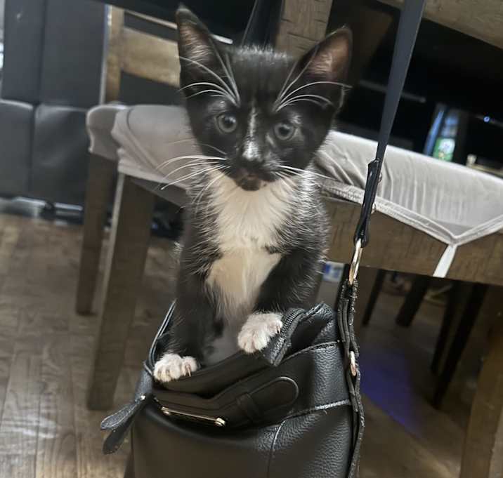 Photo of Lola
