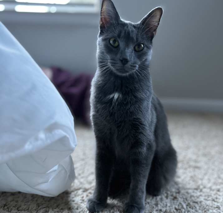 Photo of Luna