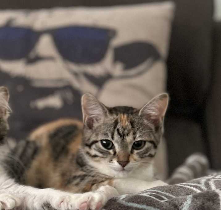 Photo of Pip
