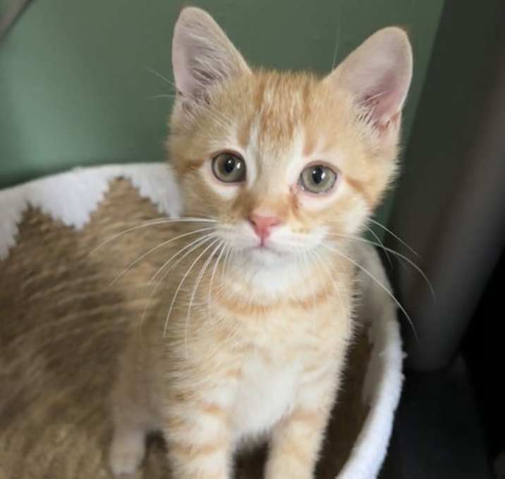 Photo of Paprika