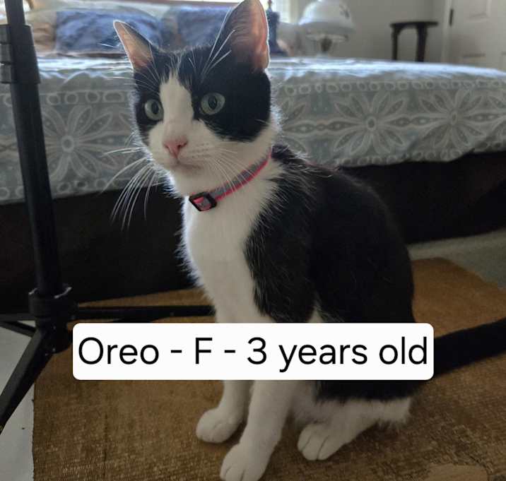 Photo of Oreo