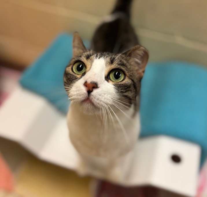 Photo of Cookie