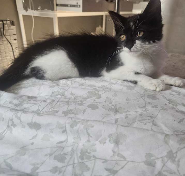 Photo of Figi