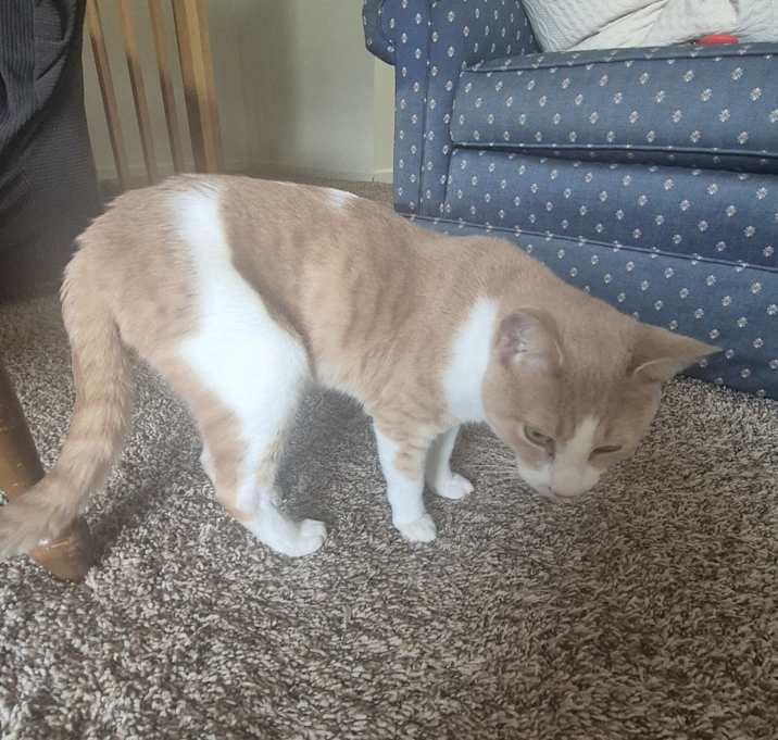 Photo of Nugget