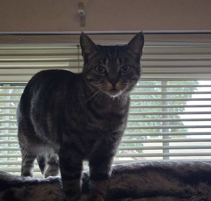 Photo of Nala