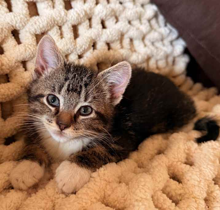 Photo of Oliver