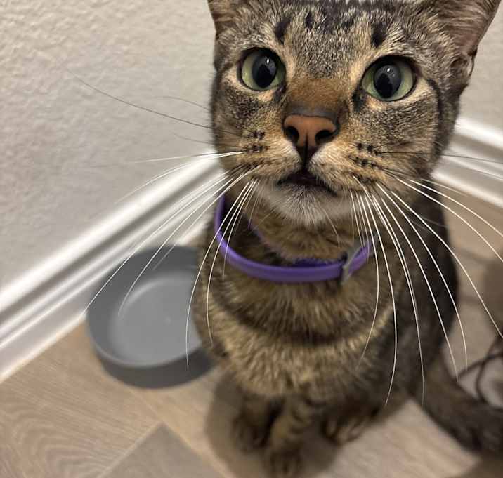 Photo of Whiskey