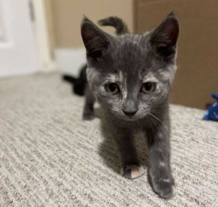 Photo of Maple