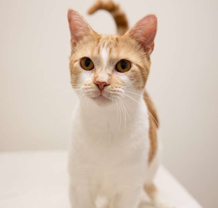 Photo of Creamsicle