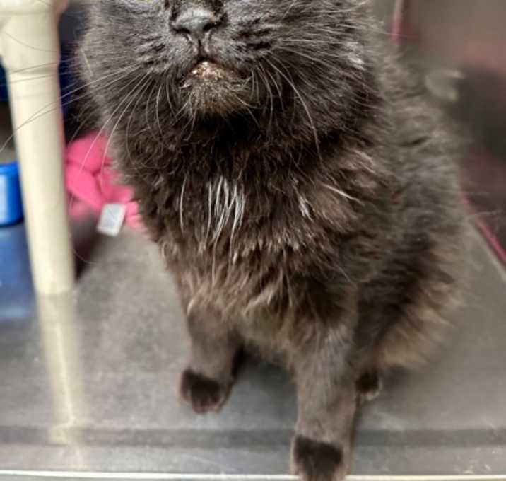Photo of Binx (Petco)