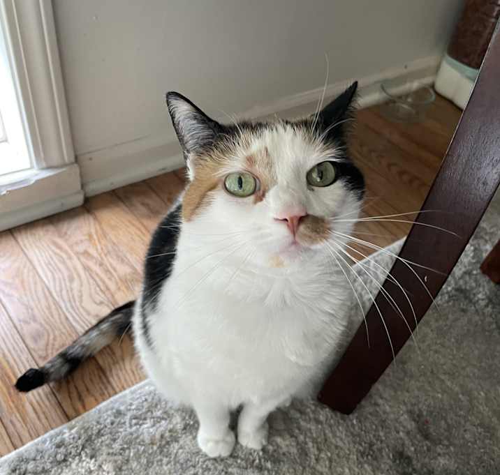 Photo of Pumpkin