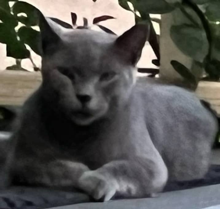 Photo of Lady
