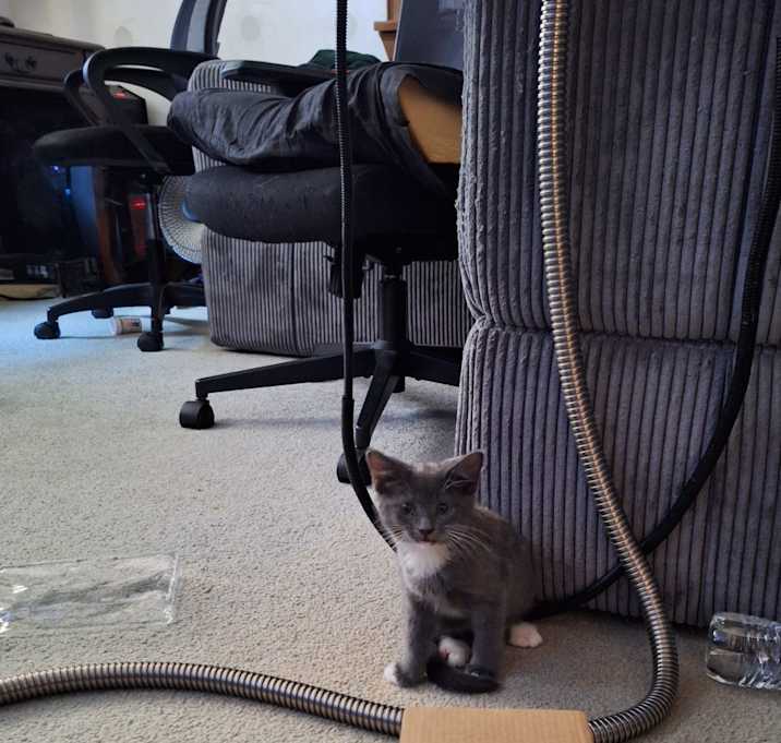 Photo of Soot