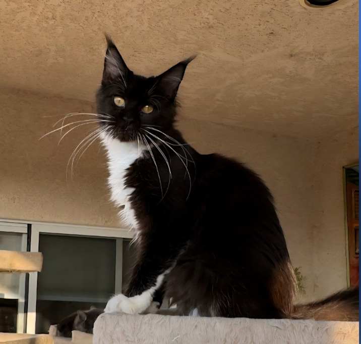 Photo of Cleo