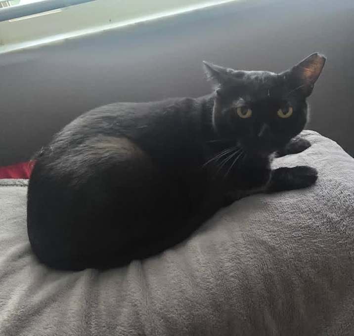 Photo of Miss Kitty