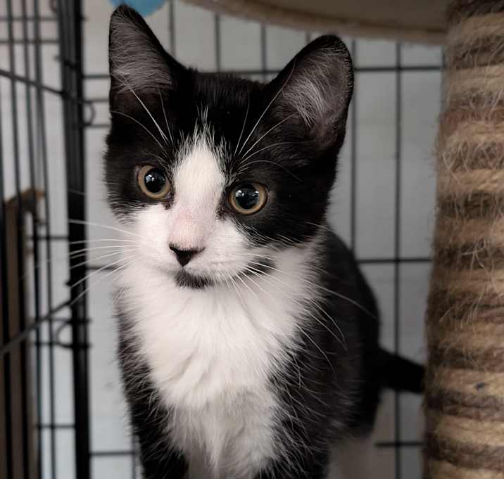 Photo of Lyric