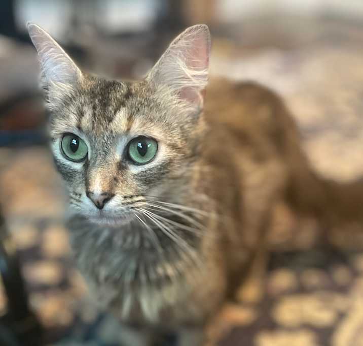 Photo of Cat Benatar