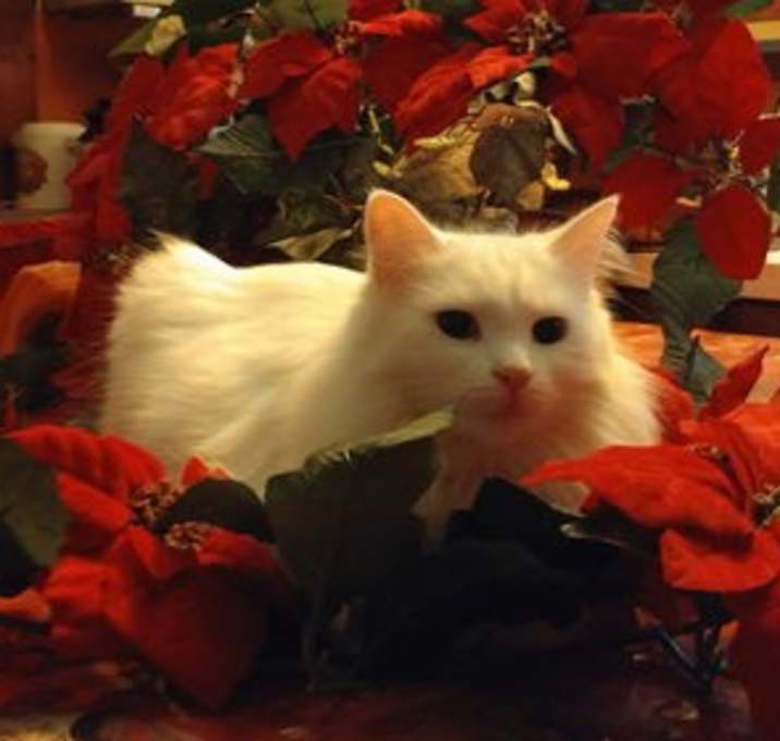 Photo of Missy
