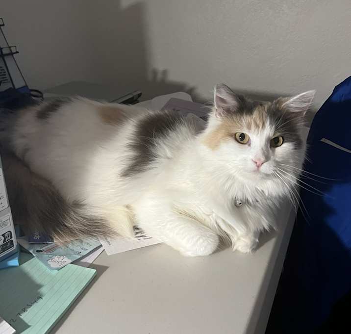 Photo of Paisley