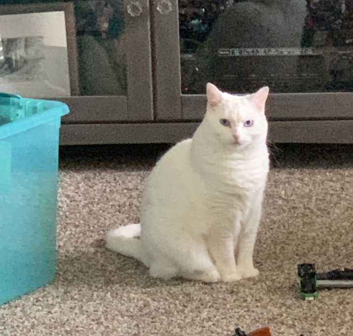 Photo of Lady