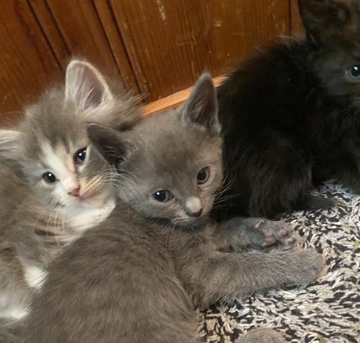 Photo of Kittens