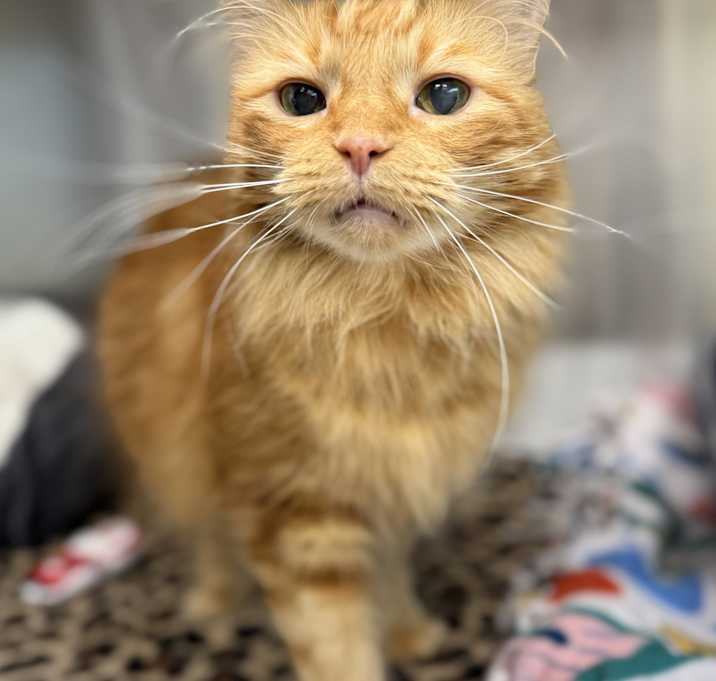 Photo of Tigger * Medical Foster Needed *