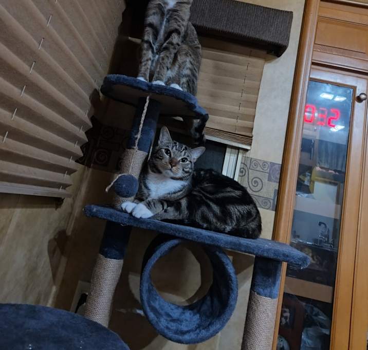 Photo of Jasper and Kasper