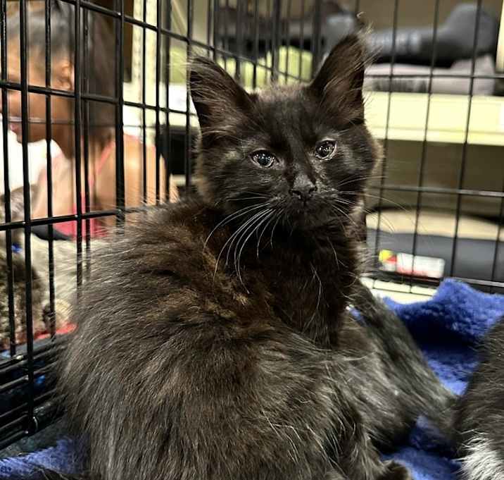 Photo of Black Cats : Onyx