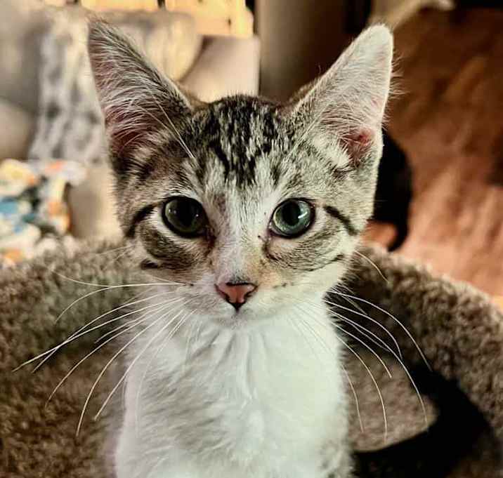Photo of Tiger