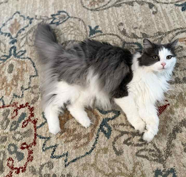 Photo of Luna